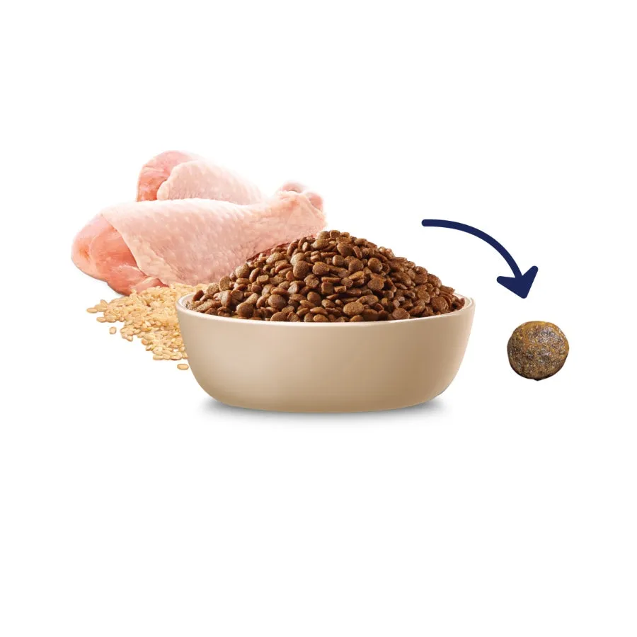 Advanced Cat Indoor Chicken With Rice