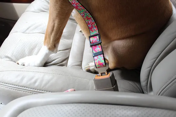 Dog Seat Belts