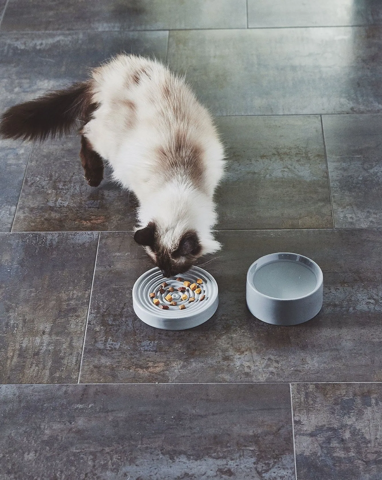 Fresco Porcelain Cat Bowl