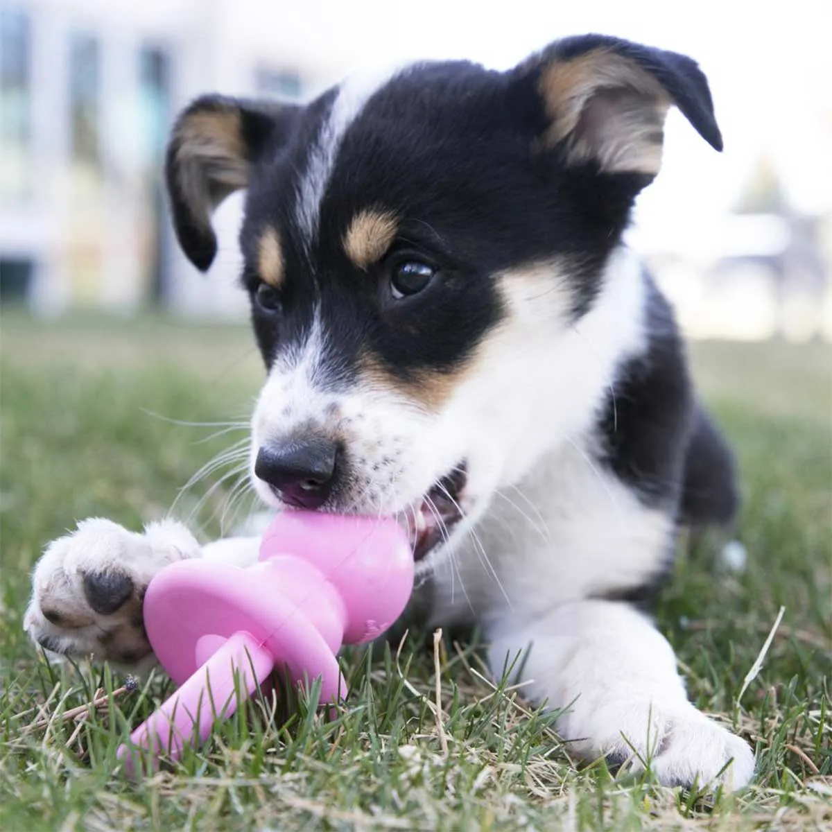 Kong® Binkie Treat Dispenser