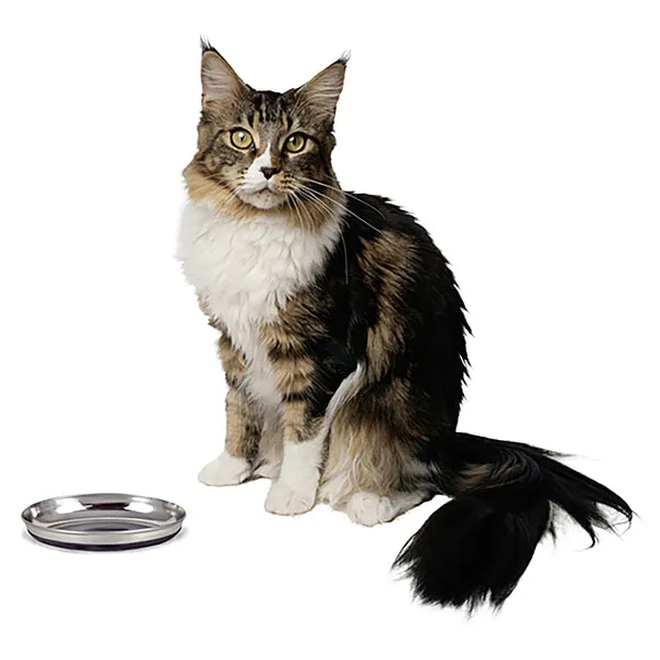OurPet's Stainless Steel Cat Oval Dish