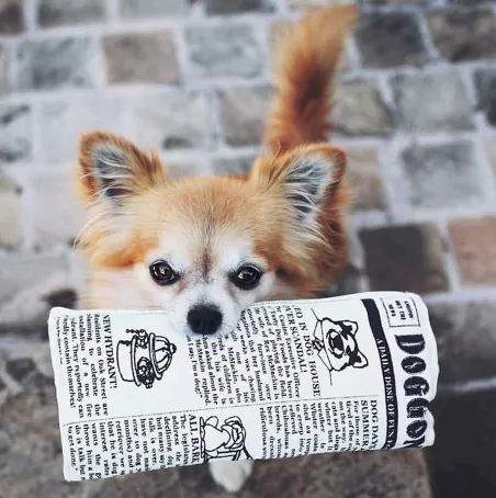 Pet Qwerks Krinkle and Squeaky Doggie Newspaper